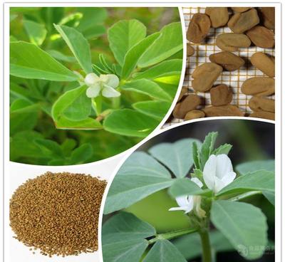 葫蘆巴提取物廠家直銷——天然香料優選，源自中國西安斯諾特